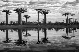 Baobab Trees