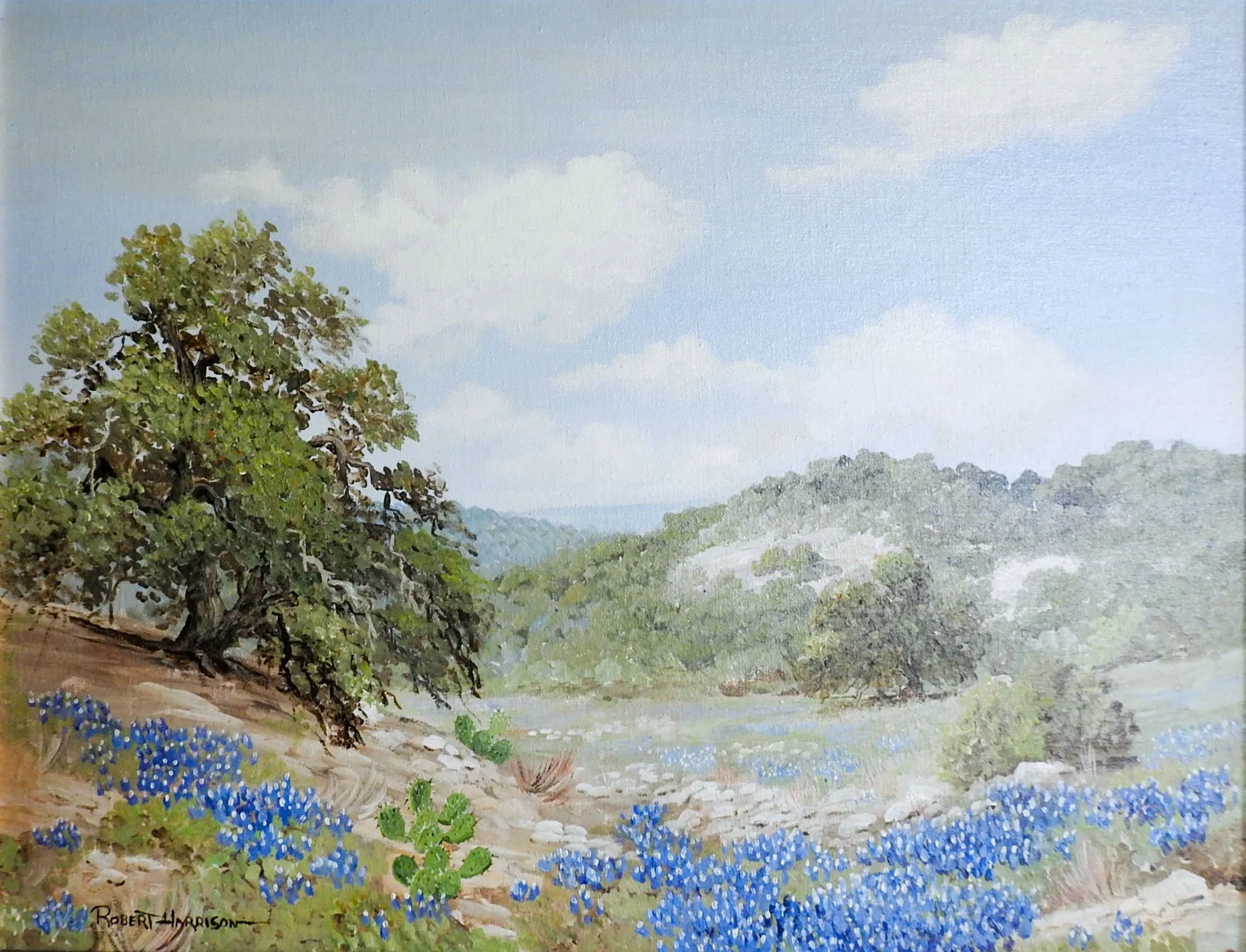 Bluebonnets Oil Painting By Robert Harrison